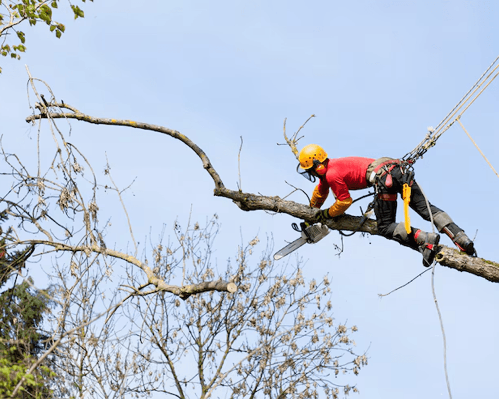 AAA Tree & Landscaping